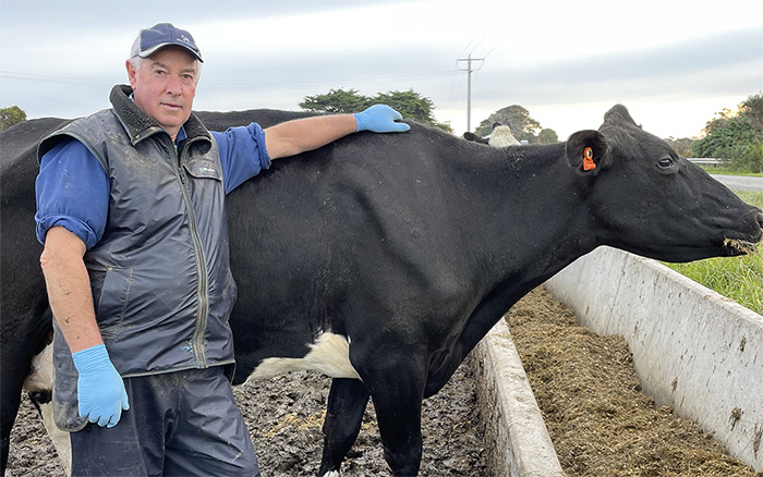 Australian farmer Rob Mortlock with his cow, including ear sensor.