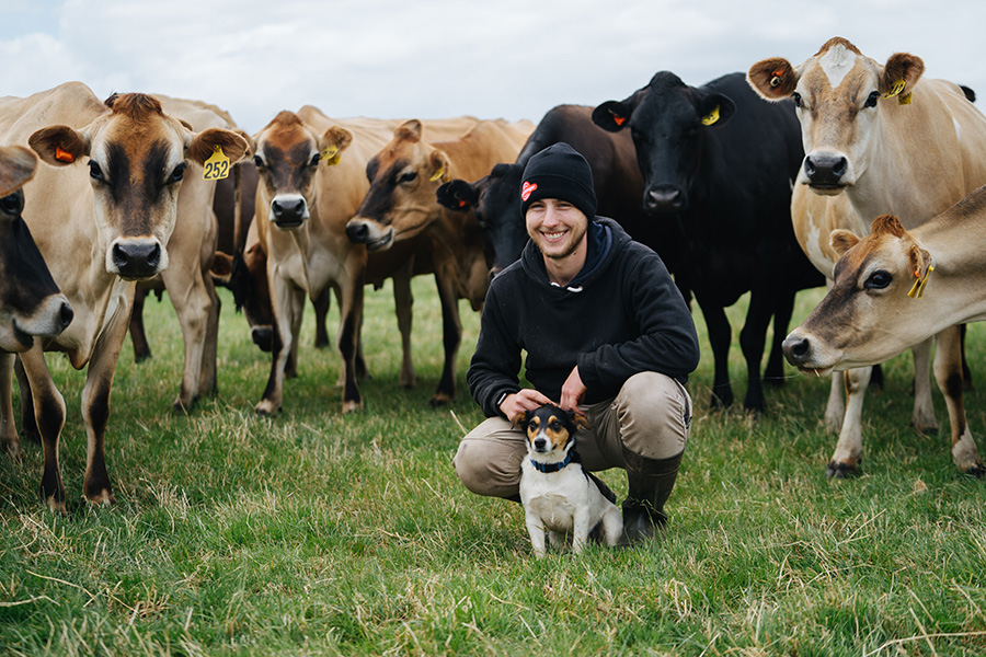 CowManager farmer Ashley Cook with cows with ear tags
