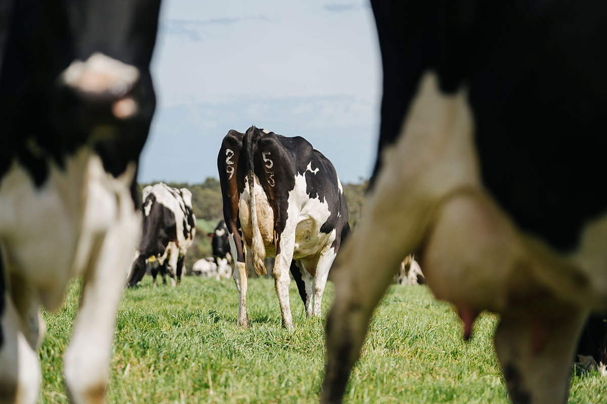 Fully Prepared, Completely in Control | CowManager NZ