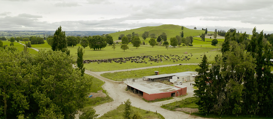 Overview of NZ herd in breeding paddock