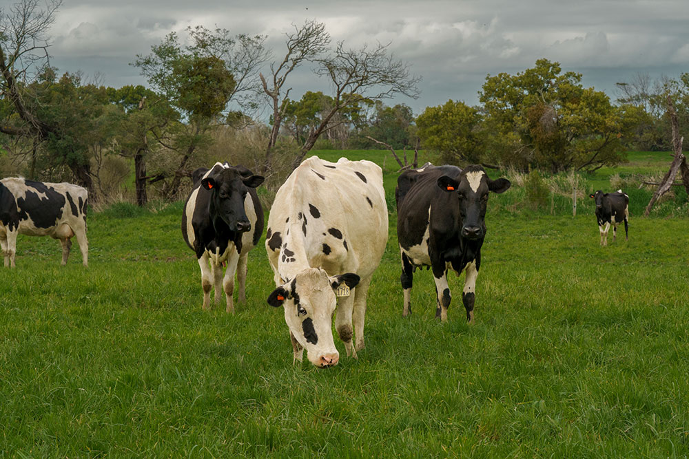 Making Farming Magnificent with Monitoring | CowManager NZ