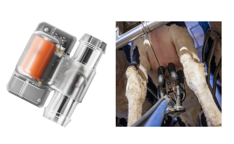 CowManager Milk Sensor in action